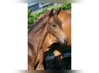 KWPN, Hengst, Fohlen (05/2025), Brauner