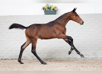 KWPN, Hengst, Fohlen (06/2026), Brauner