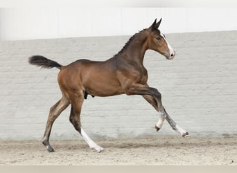 KWPN, Hengst, Fohlen (05/2025), Brauner