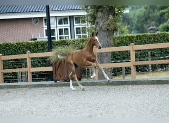 KWPN, Hengst, Fohlen (04/2026), Brauner