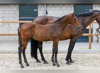 KWPN, Hengst, Fohlen (03/2026), Brauner