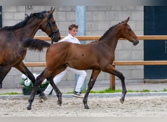 KWPN, Hengst, Fohlen (03/2026), Brauner