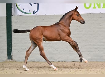 KWPN, Hengst, Fohlen (06/2026), Brauner