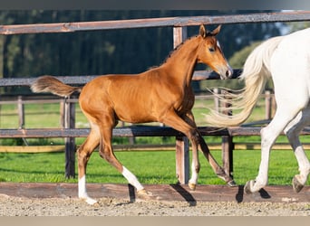 KWPN, Hengst, Fohlen (06/2026), Brauner
