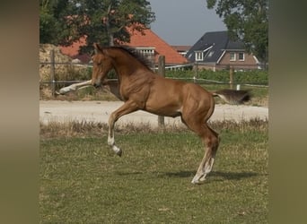 KWPN, Hengst, Fohlen (05/2026), Brauner