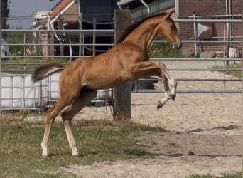KWPN, Hengst, Fohlen (05/2026), Brauner