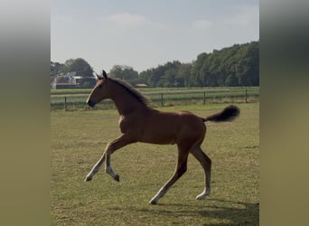 KWPN, Hengst, Fohlen (05/2026), Brauner