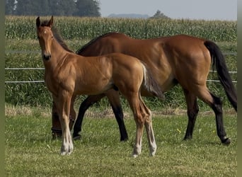 KWPN, Hengst, Fohlen (05/2026), Brauner