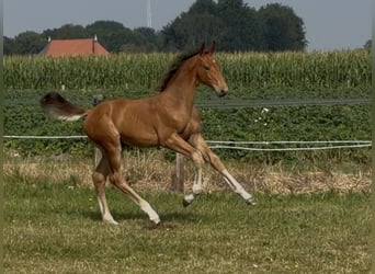 KWPN, Hengst, Fohlen (05/2026), Brauner