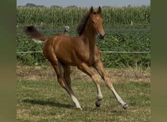 KWPN, Hengst, Fohlen (05/2026), Brauner