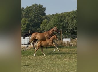 KWPN, Hengst, Fohlen (05/2026), Brauner