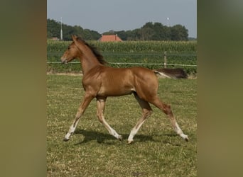 KWPN, Hengst, Fohlen (05/2026), Brauner
