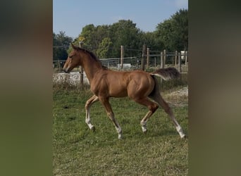 KWPN, Hengst, Fohlen (05/2026), Brauner