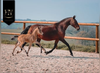 KWPN, Hengst, Fohlen (01/2026), Buckskin