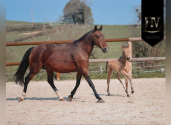 KWPN, Hengst, Fohlen (01/2026), Buckskin