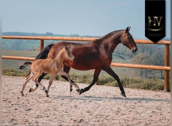 KWPN, Hengst, Fohlen (01/2026), Buckskin