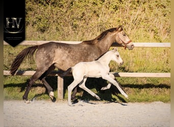 KWPN, Hengst, Fohlen (01/2026), Buckskin