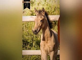 KWPN, Hengst, Fohlen (01/2026), Buckskin