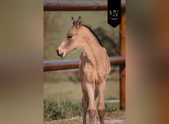 KWPN, Hengst, Fohlen (01/2026), Buckskin