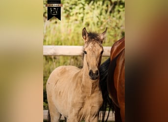 KWPN, Hengst, Fohlen (01/2026), Buckskin