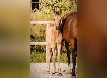 KWPN, Hengst, Fohlen (01/2026), Buckskin