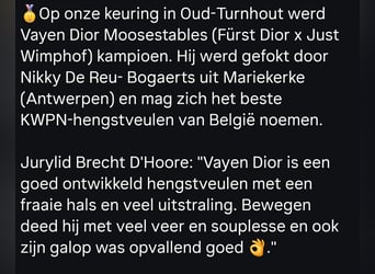 KWPN, Hengst, Fohlen (05/2025)