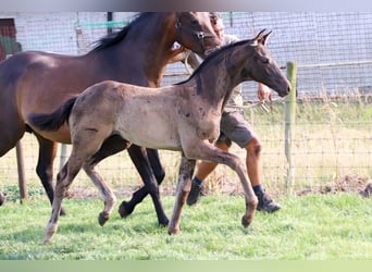 KWPN, Hengst, Fohlen (04/2025)
