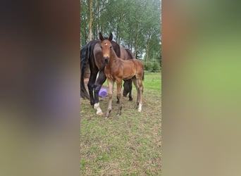 KWPN, Hengst, , Dunkelbrauner