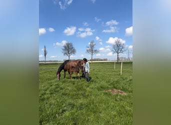 KWPN, Hengst, Fohlen (03/2026), Dunkelbrauner