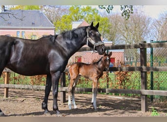 KWPN, Hengst, , Dunkelbrauner