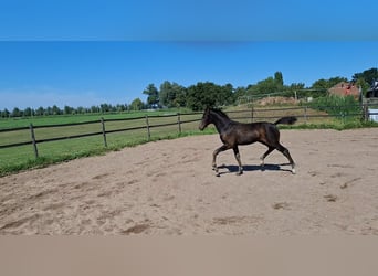 KWPN, Hengst, Fohlen (05/2025), Dunkelbrauner