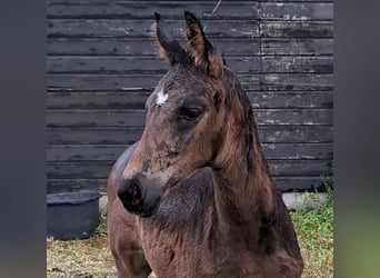 KWPN, Hengst, , Dunkelbrauner