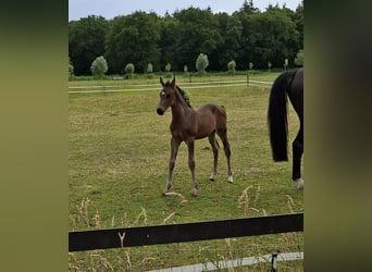 KWPN, Hengst, , Dunkelbrauner