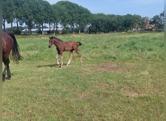 KWPN, Hengst, Fohlen (05/2026), Dunkelbrauner