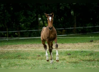 KWPN, Hengst, Fohlen (04/2026), Dunkelbrauner