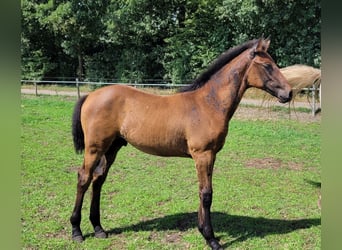 KWPN, Hengst, Fohlen (05/2025), Dunkelbrauner