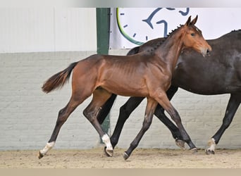 KWPN, Hengst, Fohlen (03/2026), Dunkelbrauner
