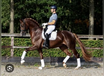 KWPN, Hengst, Fohlen (04/2026), Dunkelfuchs