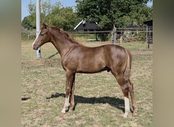 KWPN, Hengst, Fohlen (04/2026), Dunkelfuchs