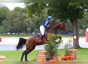 KWPN, Hengst, Fohlen (05/2025), Dunkelfuchs