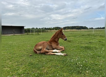 KWPN, Hengst, Fohlen (05/2025), Dunkelfuchs