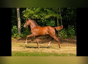 KWPN, Hengst, Fohlen (04/2026), Dunkelfuchs