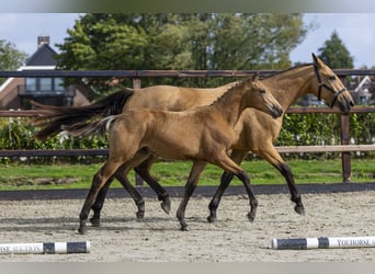 KWPN, Hengst, Fohlen (04/2025), Falbe