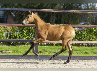 KWPN, Hengst, Fohlen (04/2025), Falbe