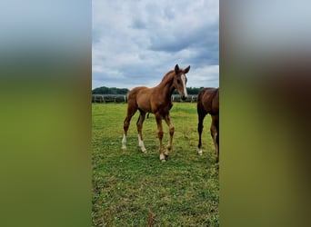 KWPN, Hengst, Fohlen (05/2025), Fuchs