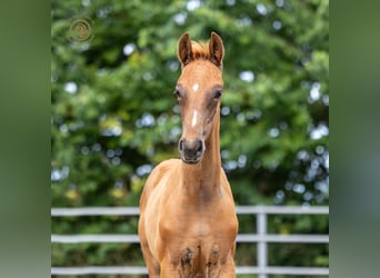 KWPN, Hengst, Fohlen (04/2025), Fuchs