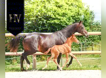 KWPN, Hengst, , Fuchs