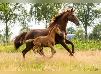 KWPN, Hengst, , Fuchs