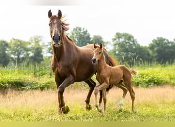 KWPN, Hengst, , Fuchs
