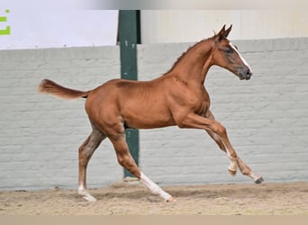 KWPN, Hengst, Fohlen (06/2026), Fuchs